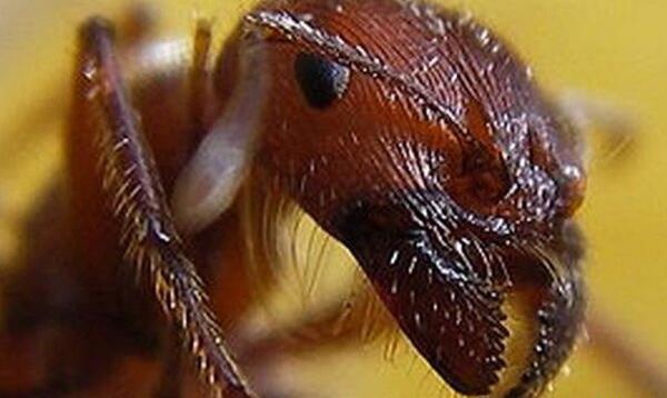 关于虫子的8个世界之最 巨齿蛉会测水质 蚊子最讨厌