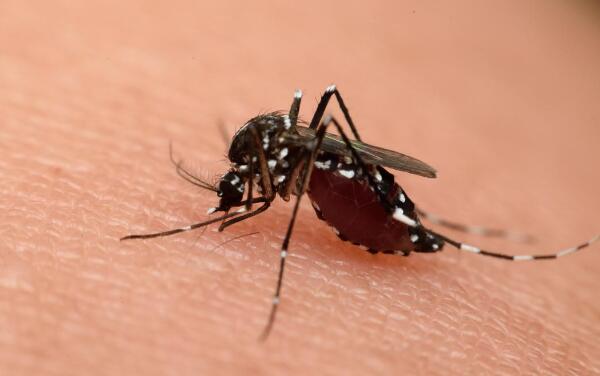 关于虫子的8个世界之最 巨齿蛉会测水质 蚊子最讨厌