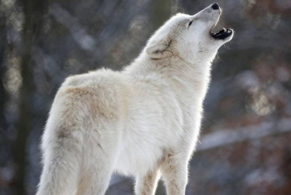 世界上最漂亮的狼 纽芬兰白狼排名第一 中国狼排第十