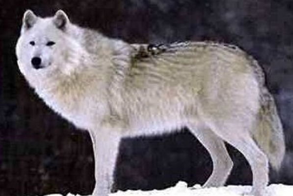世界上最漂亮的狼 纽芬兰白狼排名第一 中国狼排第十