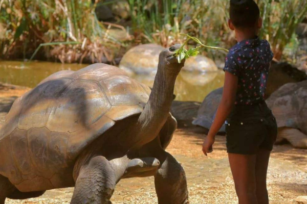 世界上活得最长的乌龟：亚达伯拉象龟(活了256岁)