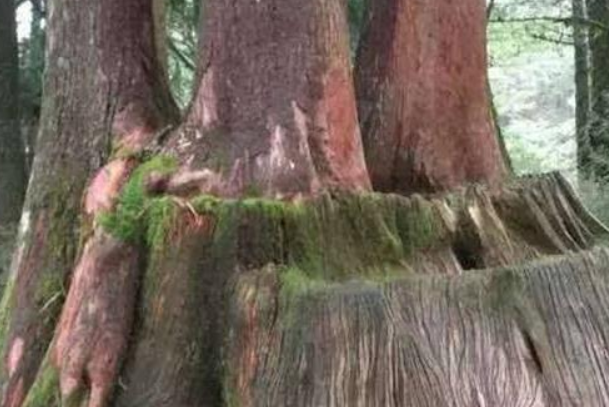 世界上生长速度最慢的树：尔威兹加树(产自俄罗斯沙漠地区)