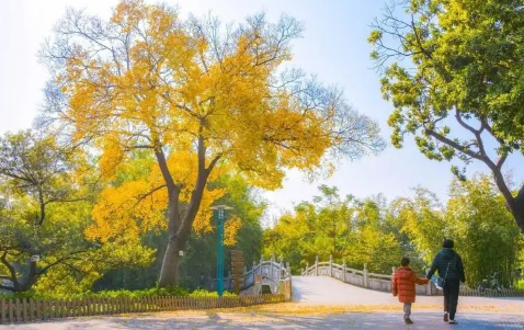 2023年11月温度为什么还这么高 今年11月温度这么高是什么导致的